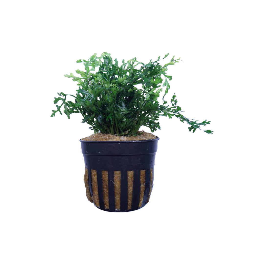 Mini Bolbitis