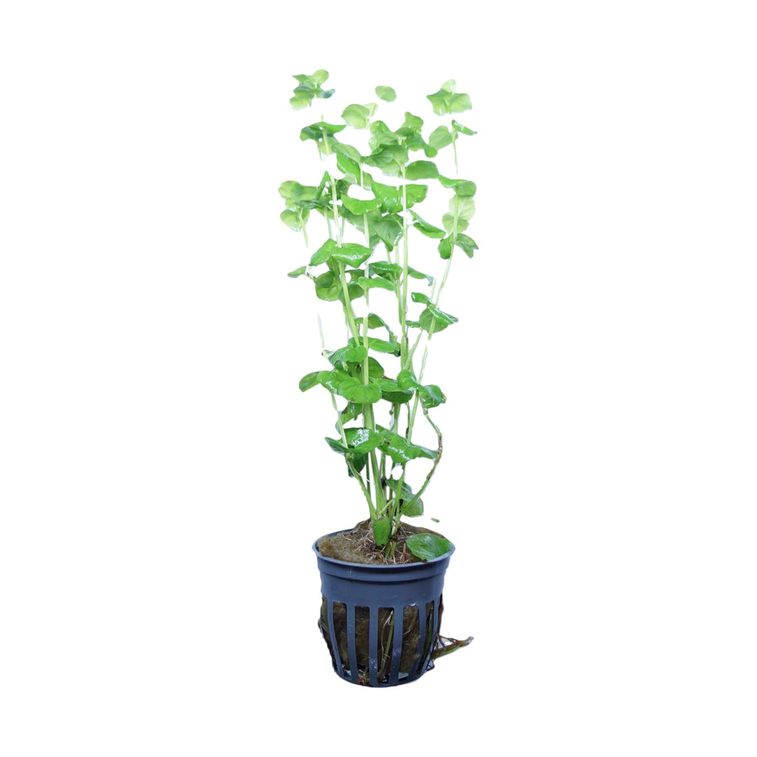 Mint Charlie