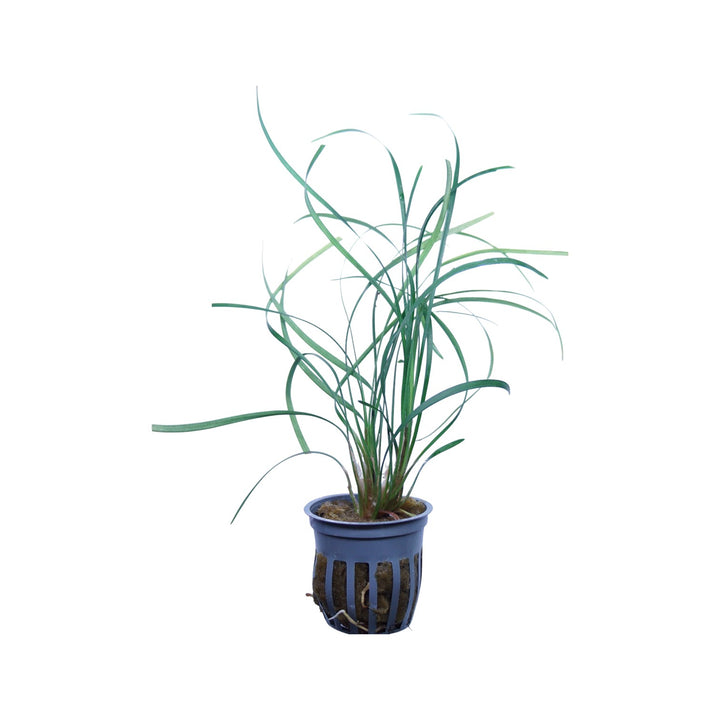Mondo Grass