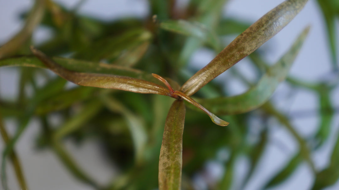 Persicara Praetermissa Sao Paulo