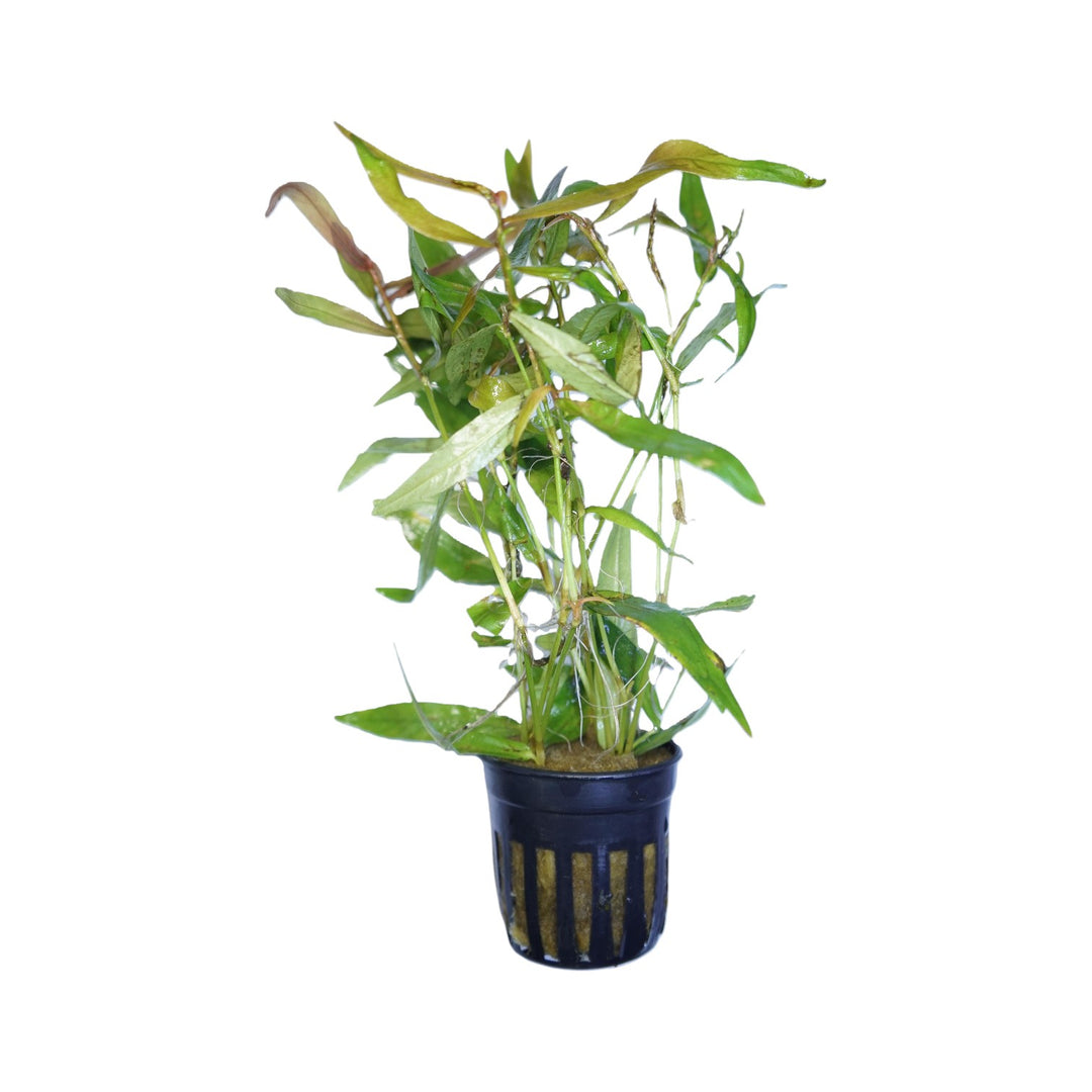 Persicaria kawagoeanum