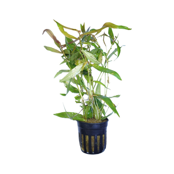 Persicaria kawagoeanum