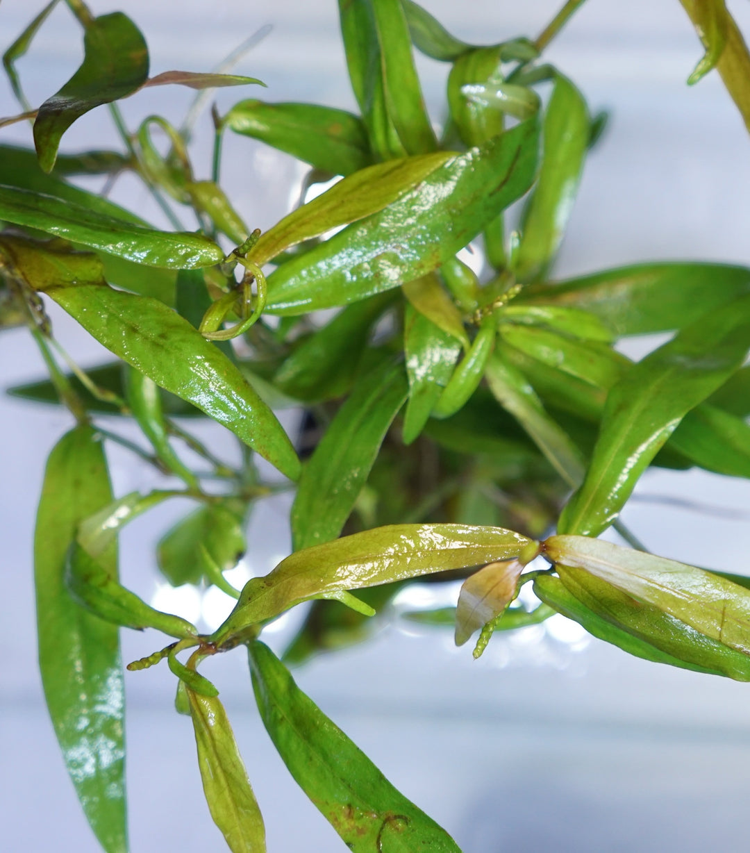Persicaria kawagoeanum
