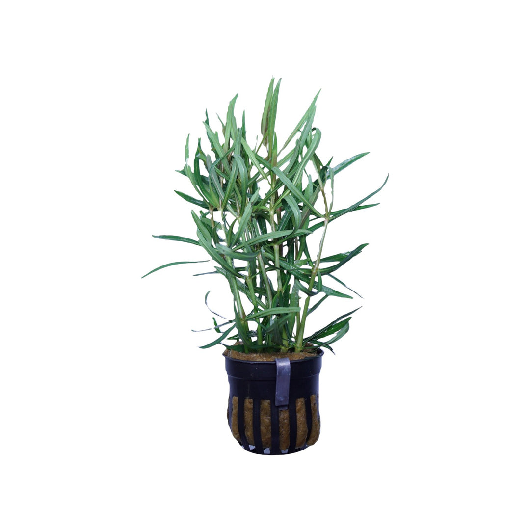Pogostemon Stellatus