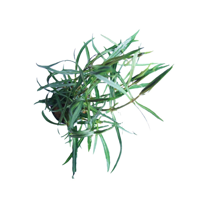 Pogostemon Stellatus