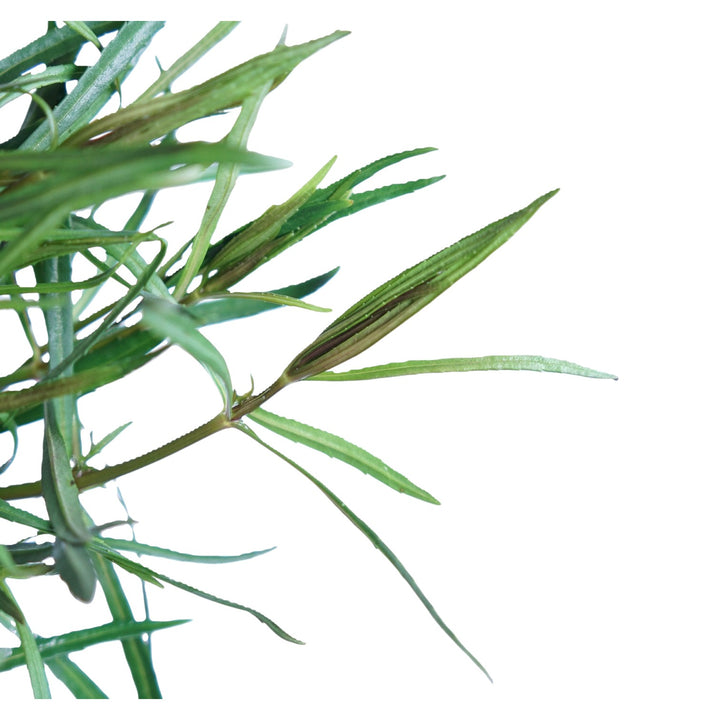 Pogostemon Stellatus