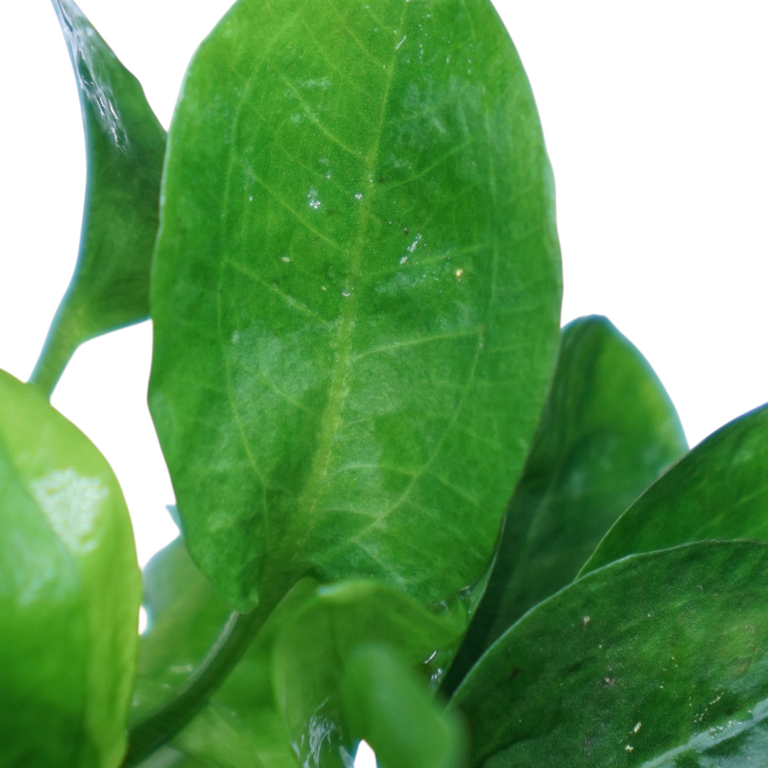 Healthy Ranalisma rostratum aquatic plant from Cuboid Nature Aquarium, showcasing lush green foliage in a clear pot.