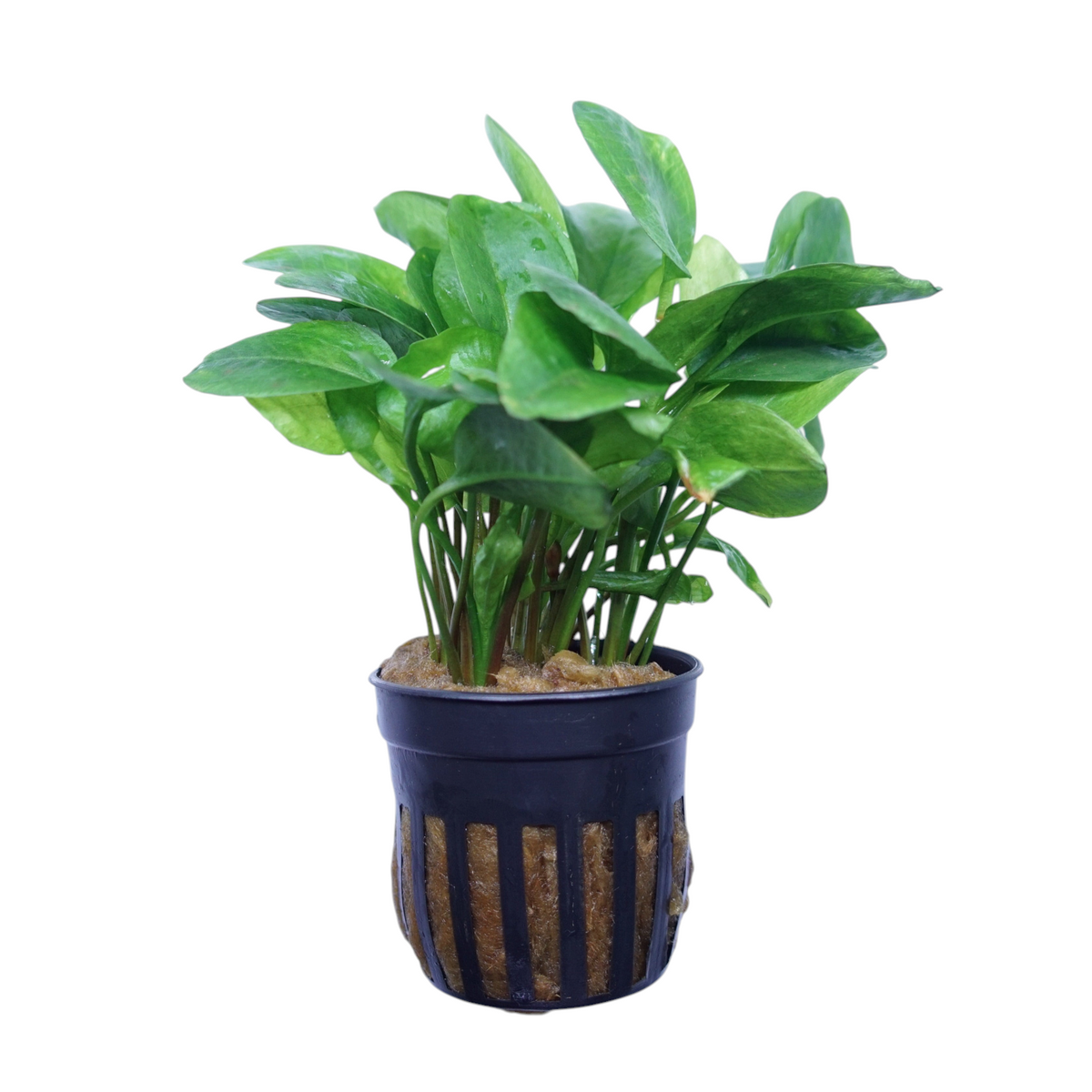 Healthy Ranalisma rostratum aquatic plant from Cuboid Nature Aquarium, with lush green leaves in a small pot.