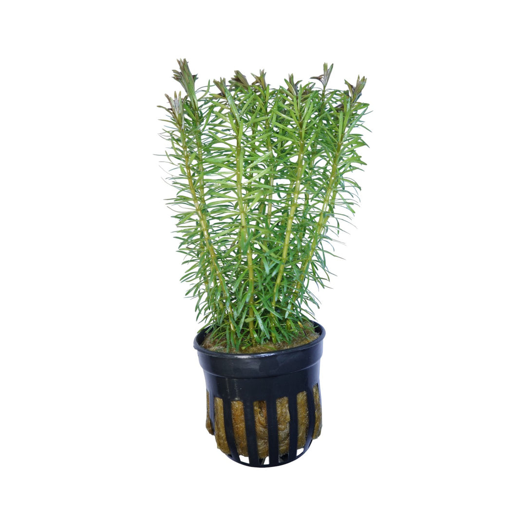 Rotala Bossii