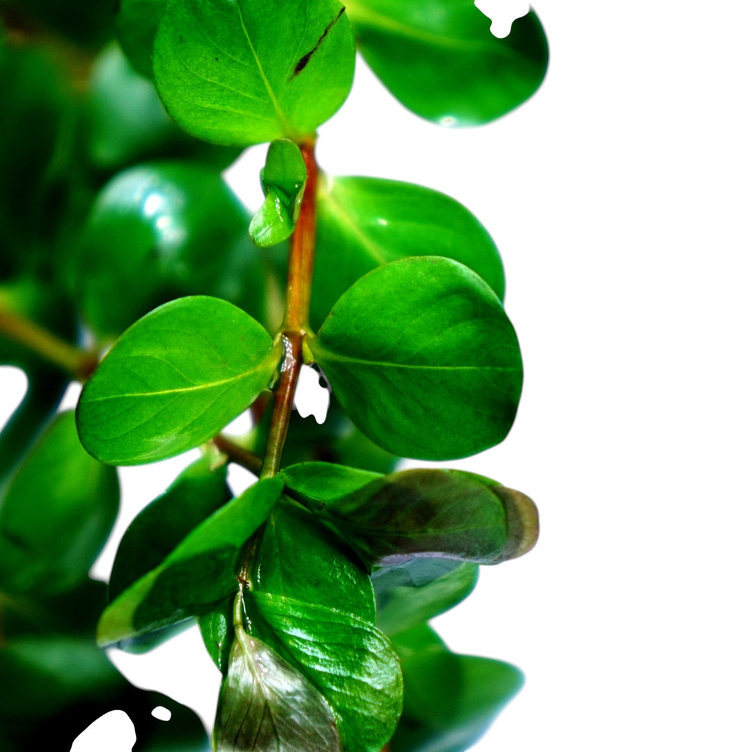 Cuboid Nature Aquarium Rotala Ceylon aquatic plant in a pot, showcasing vibrant green stems and delicate leaves for freshwater aquariums.