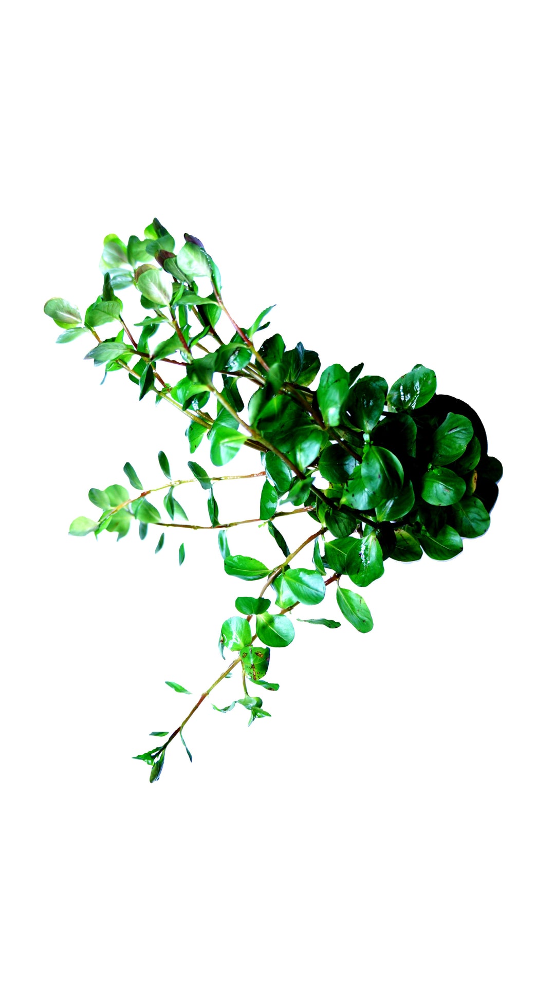 Rotala ceylon