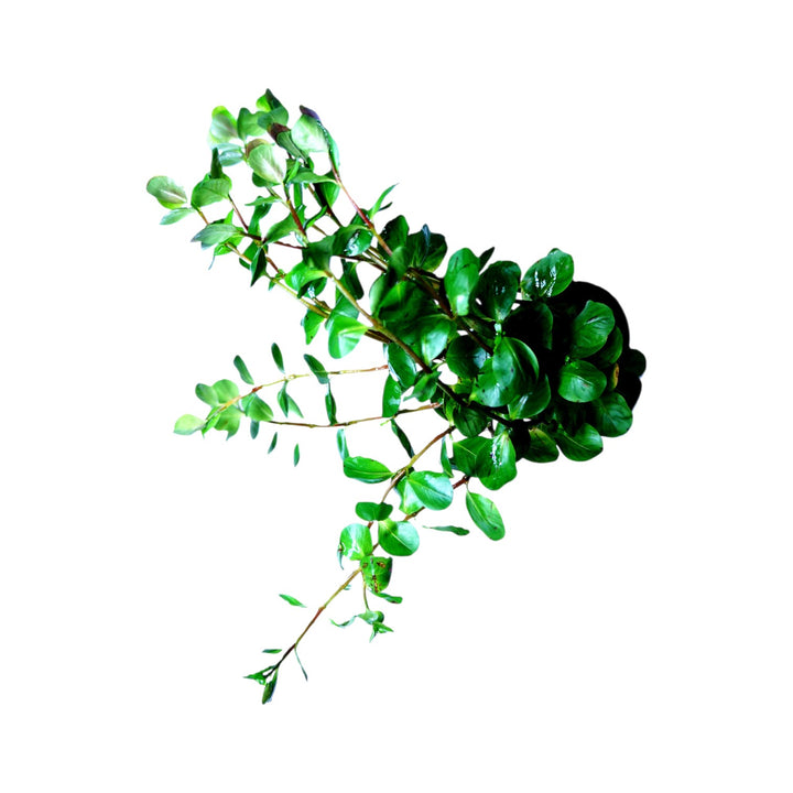 Healthy Rotala ceylon aquatic plant from Cuboid Nature Aquarium, featuring vibrant green stems and delicate leaves in a pot.