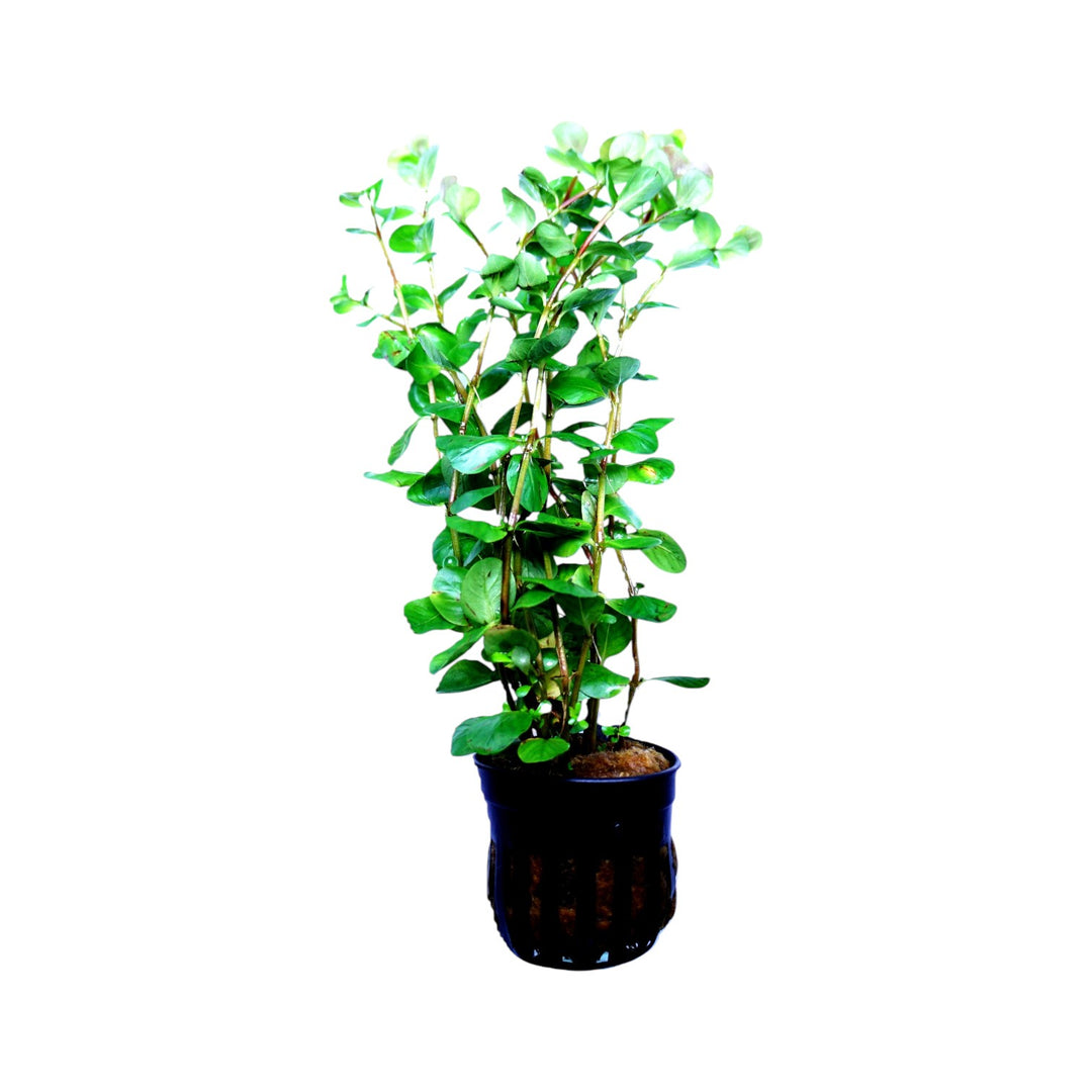 Healthy Rotala ceylon aquatic plant from Cuboid Nature Aquarium, with vibrant green stems and delicate leaves in a clear pot.