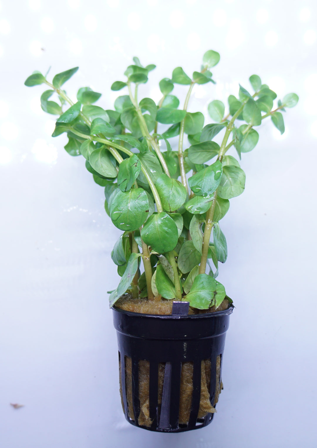 Rotala fujian