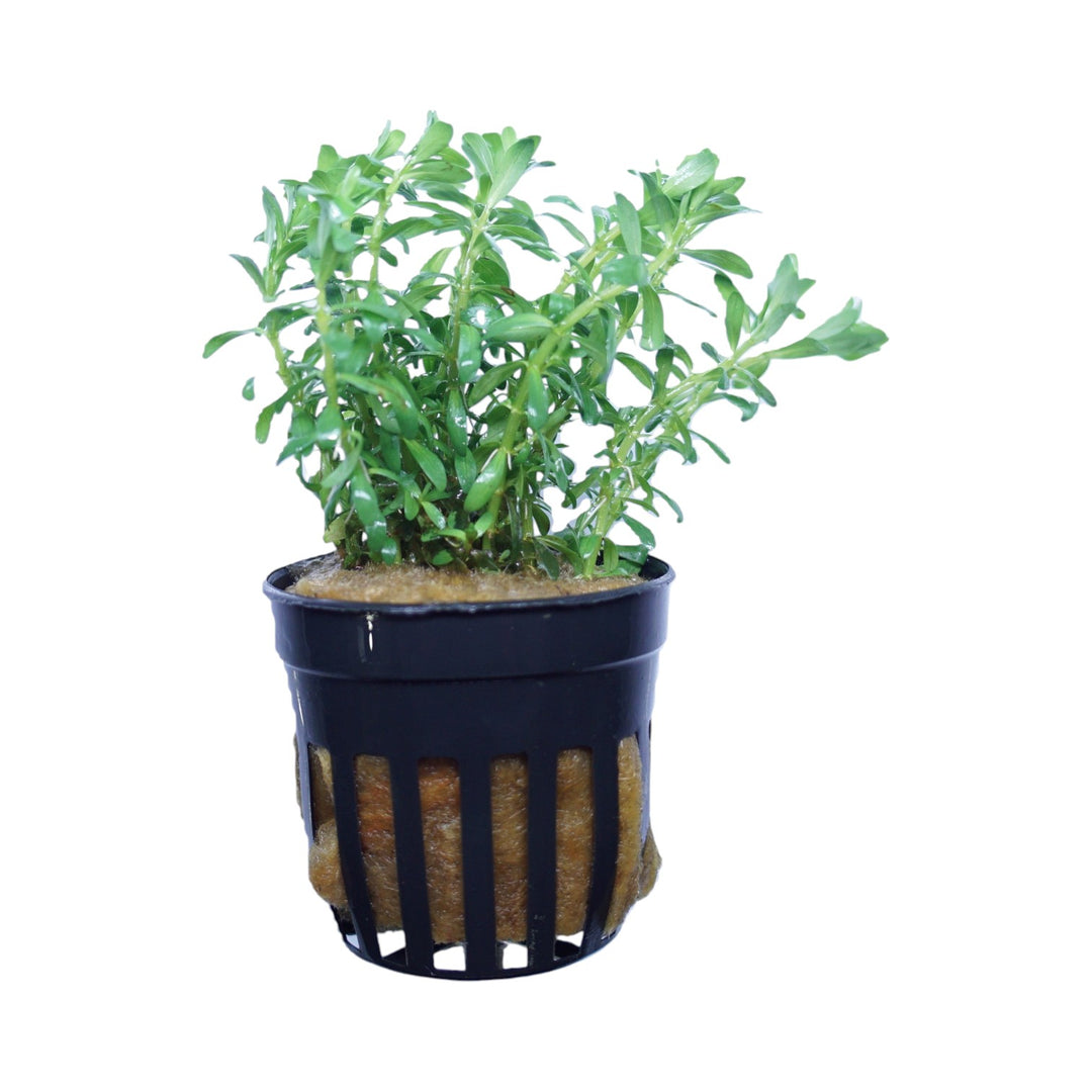 Rotala nanjenshan
