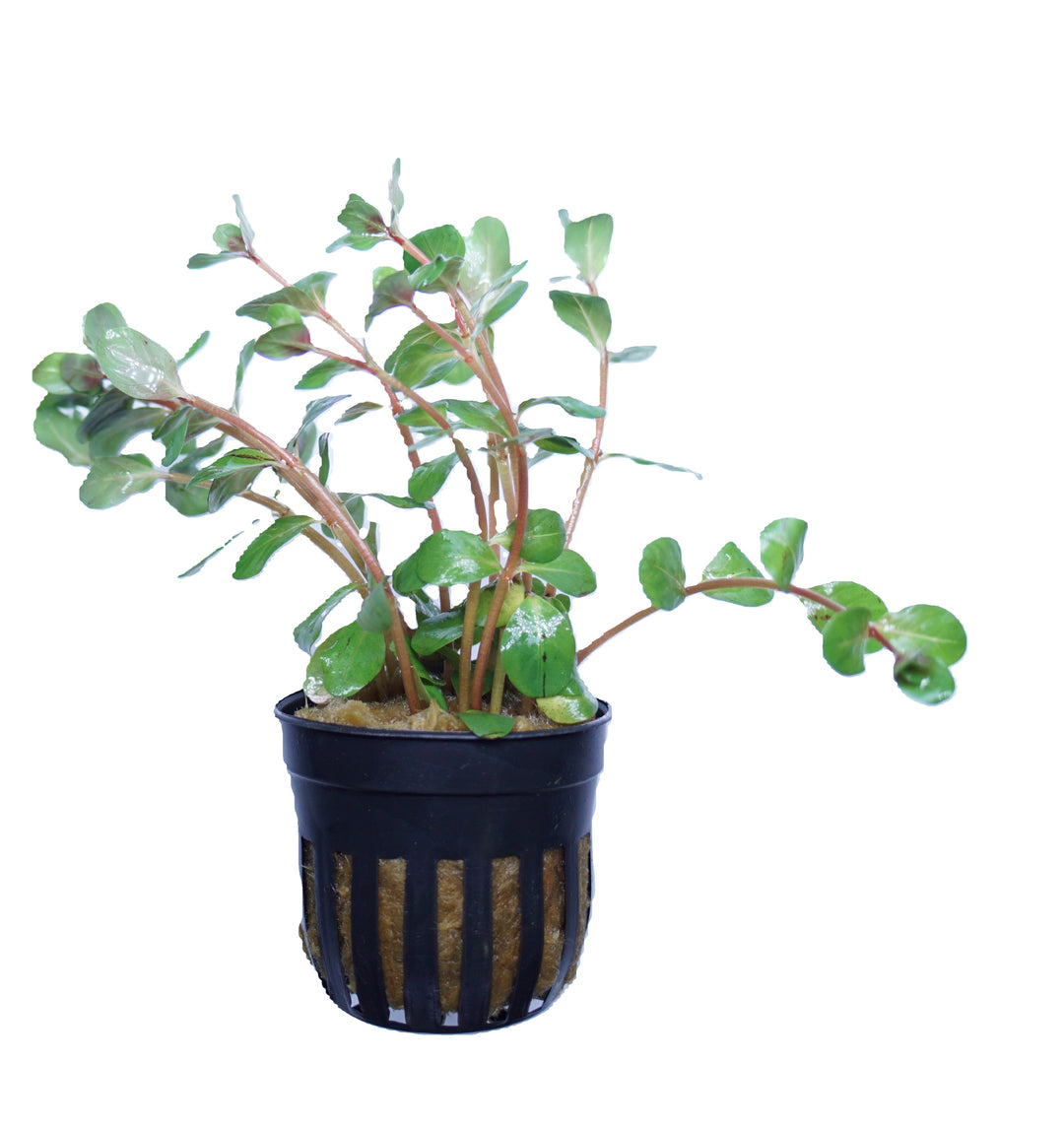 Rotala Rotundifolia Hra