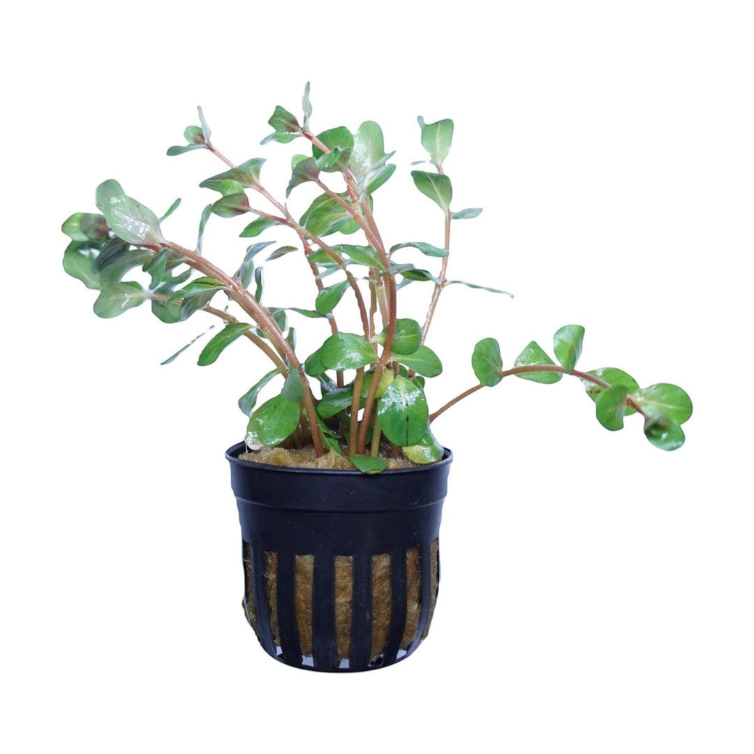 Rotala Rotundifolia Hra