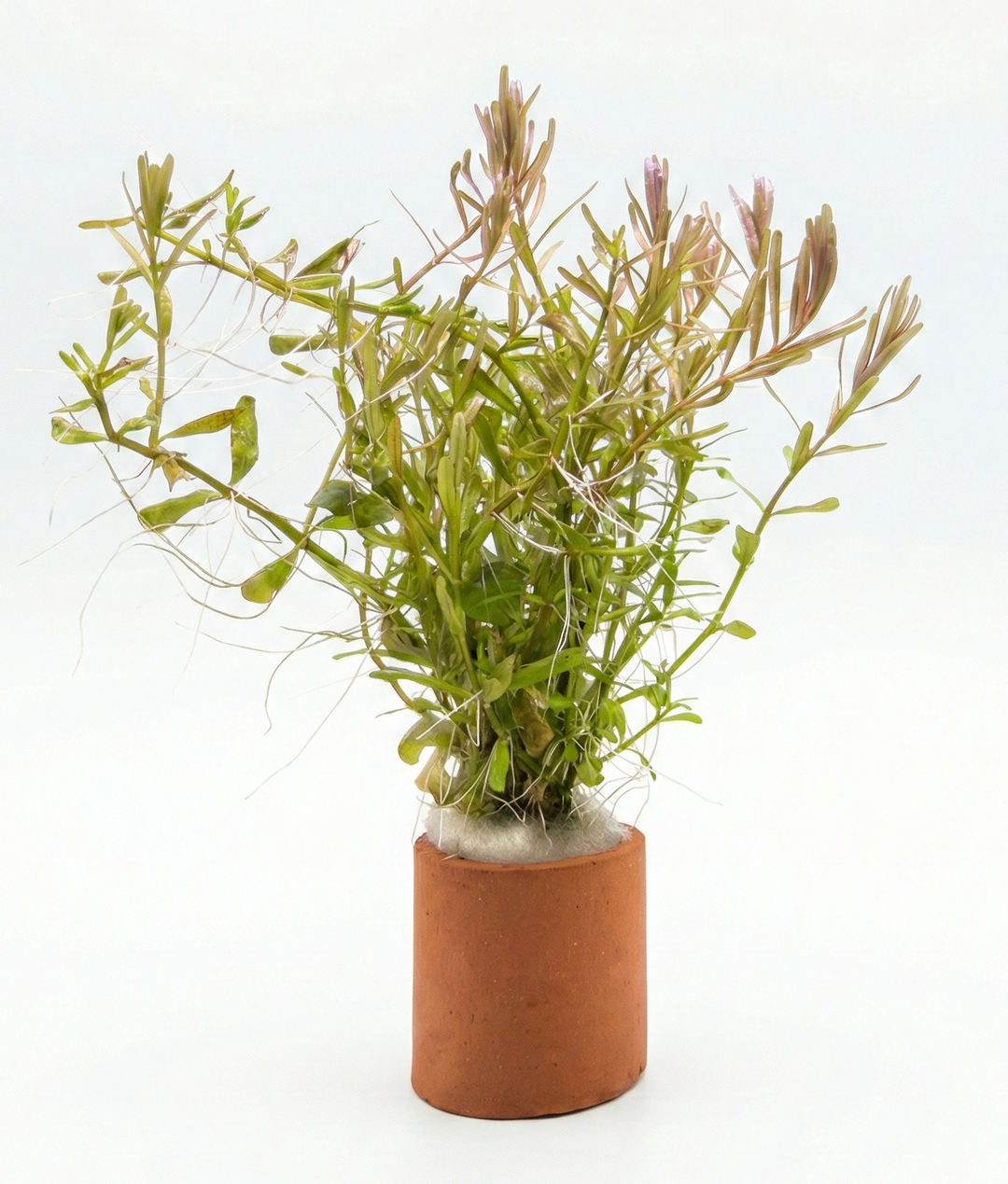 Rotala rotundifolia manipurensis