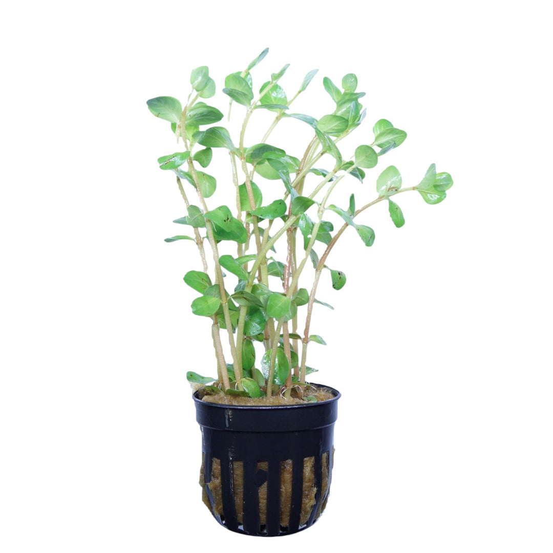Rotala Rotundifolia Orange Juice
