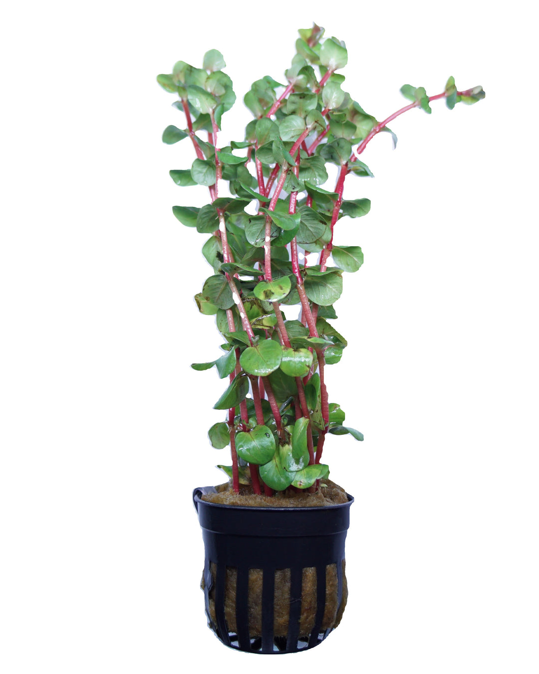 Rotala Rotundifolia Red