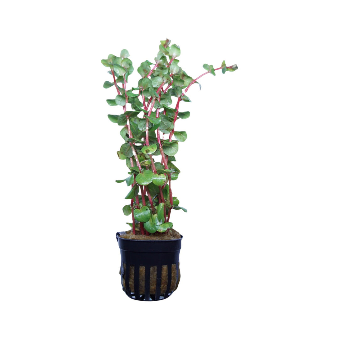 Rotala Rotundifolia Red