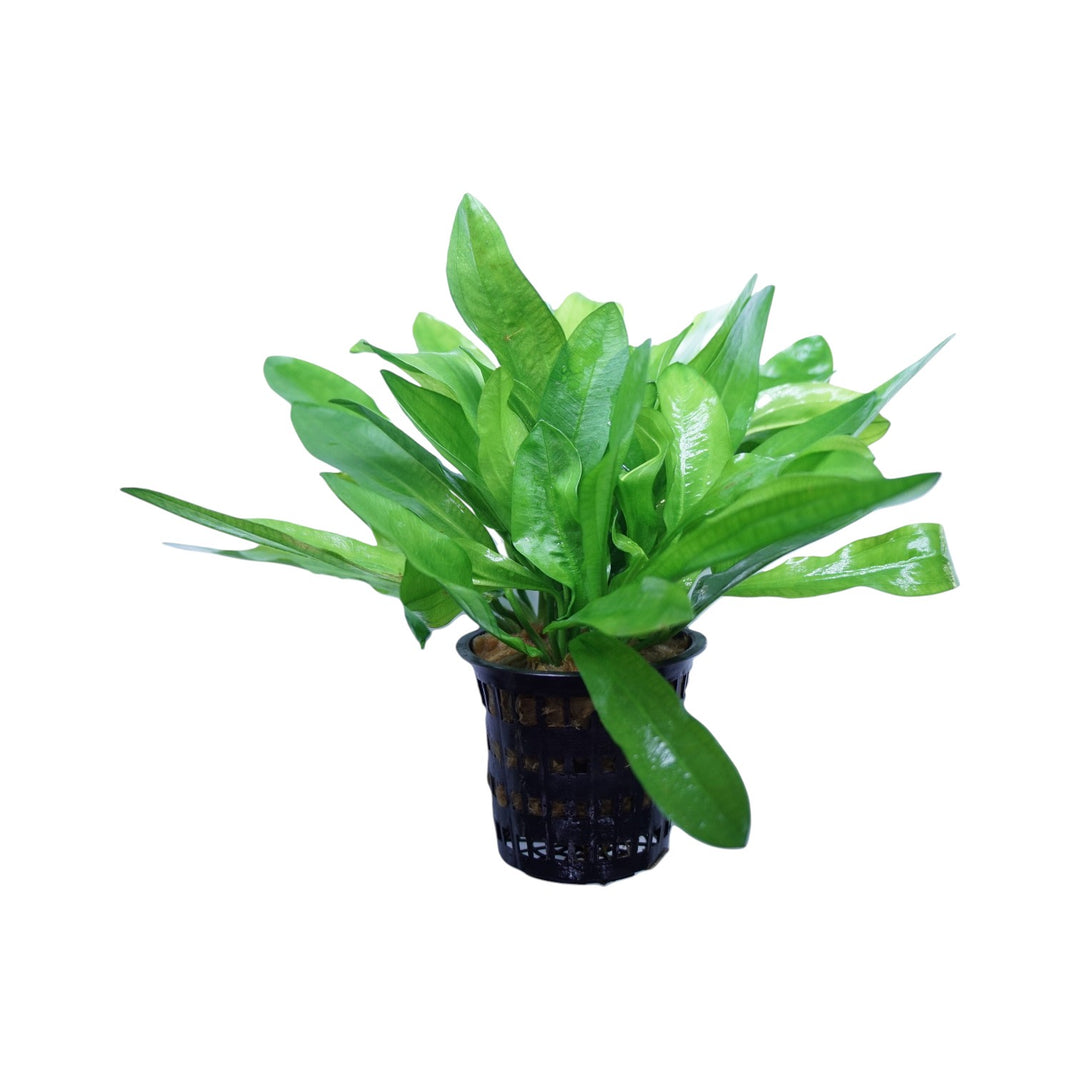 Cuboid Nature Aquarium Ruffle Sword plant in a pot, showcasing lush green aquatic plant with ruffled leaf edges for freshwater aquariums.
