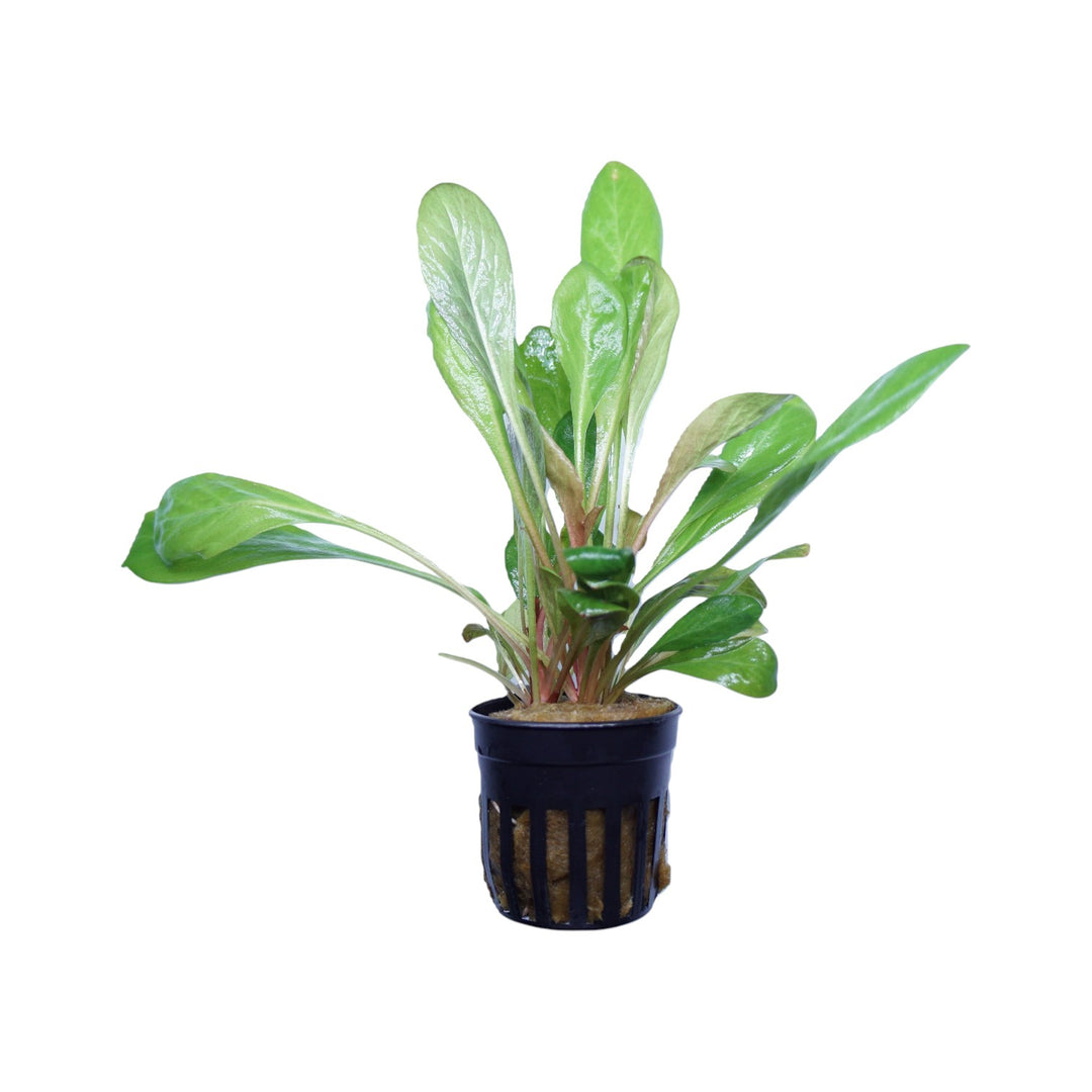 Samolus parviflorus red