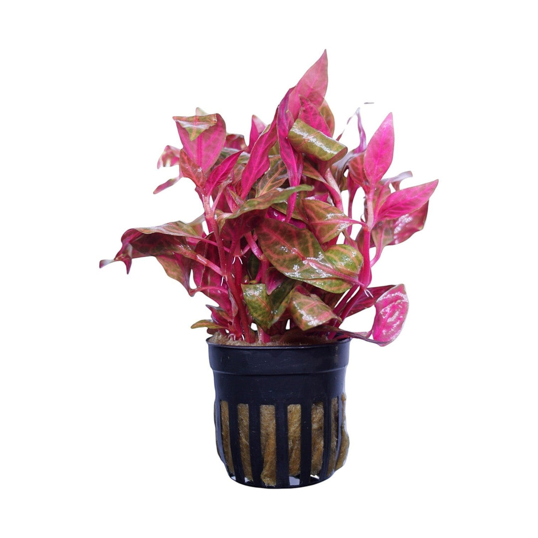 Scarlet Temple Variegated