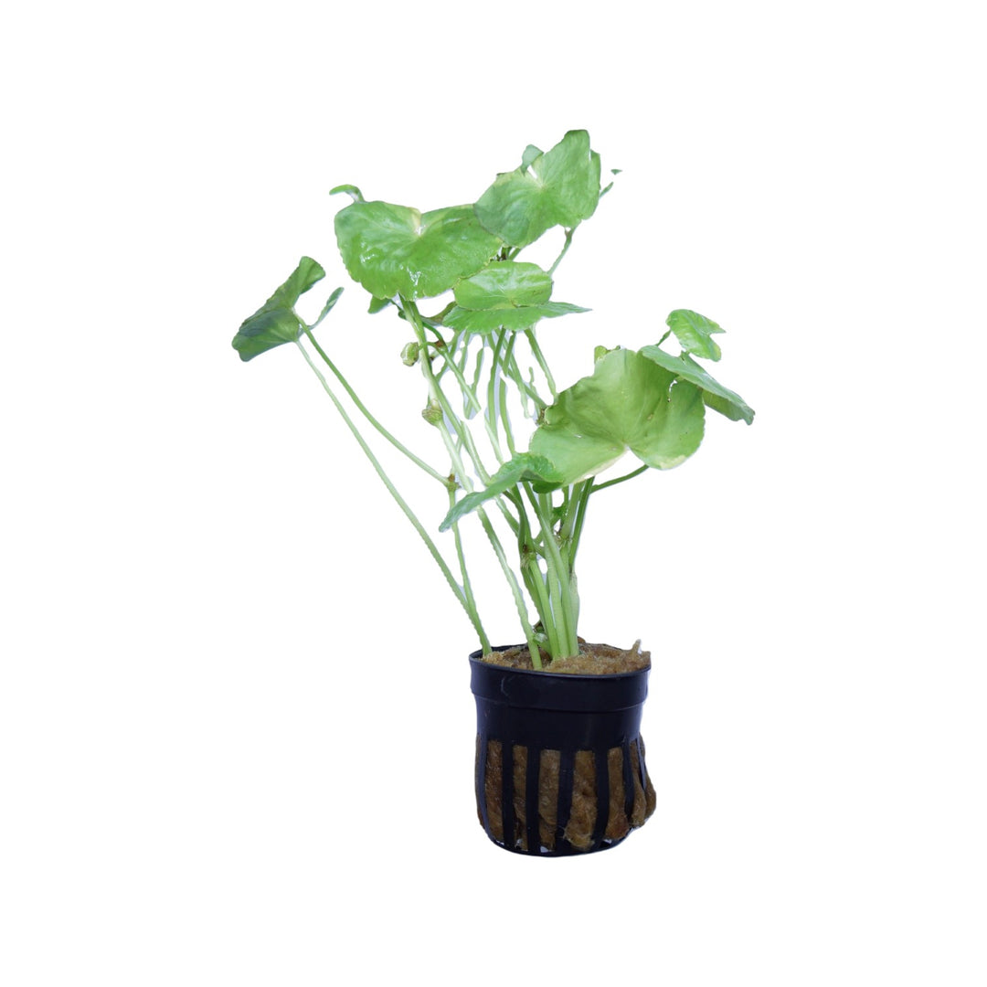 Variegated Brazilian Pennywort