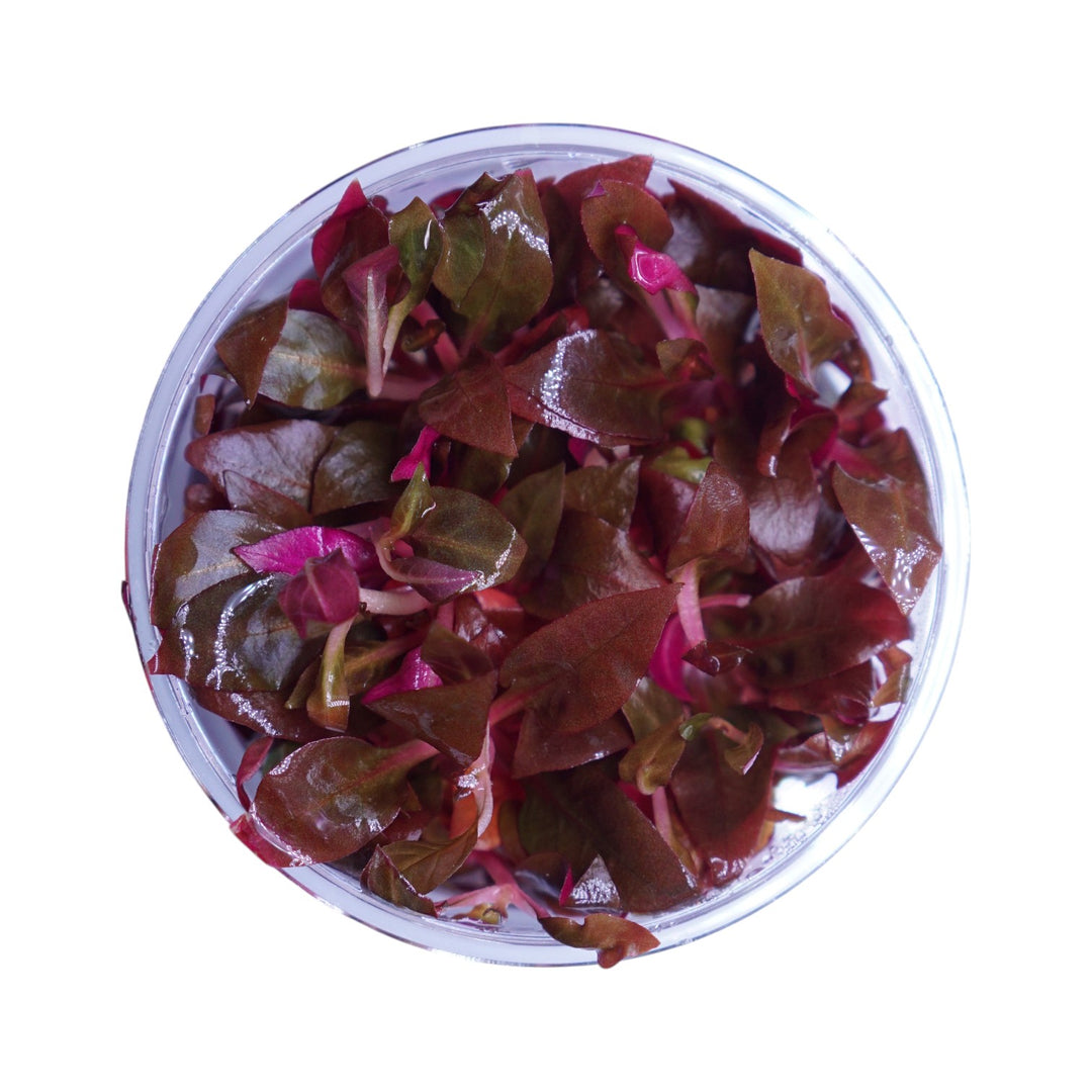 Alternanthera Reineckii Mini