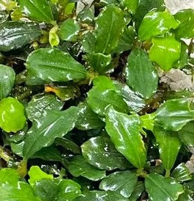 Bucephalandra brownie 'Blue'