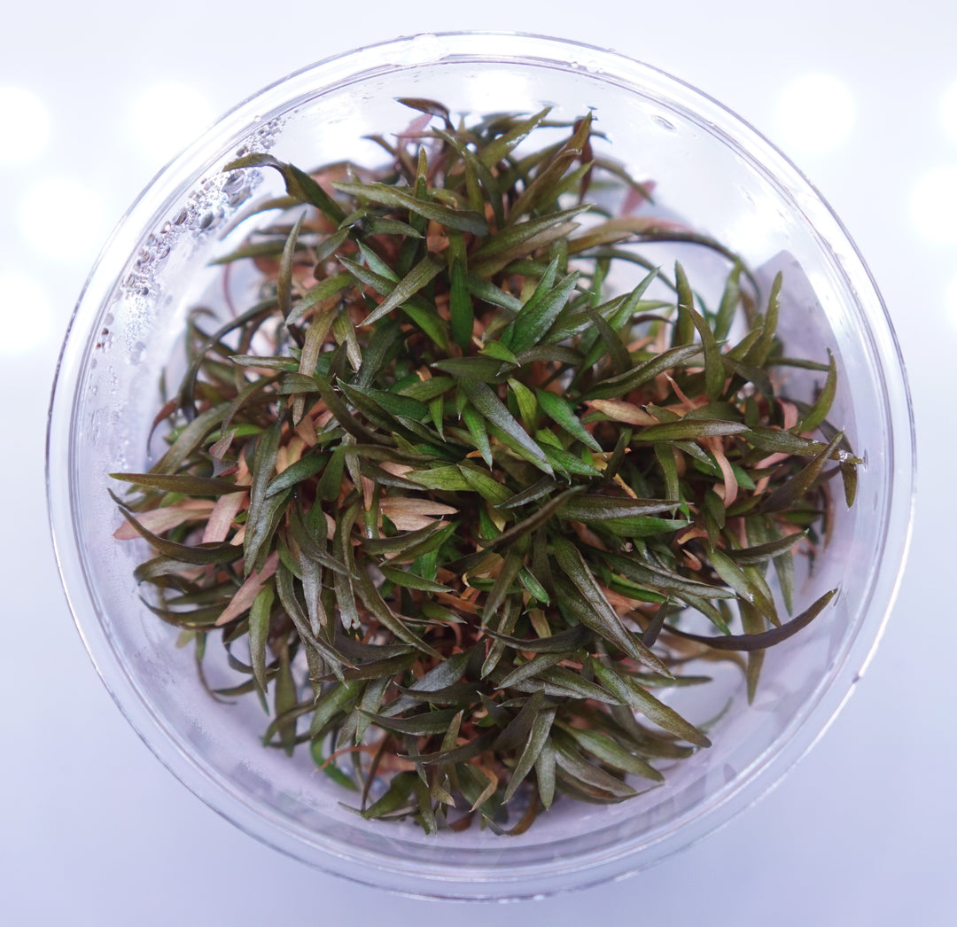 Cryptocoryne Axelrodi aquatic plant from Cuboid Nature Aquarium, featuring lush green leaves perfect for freshwater aquariums.