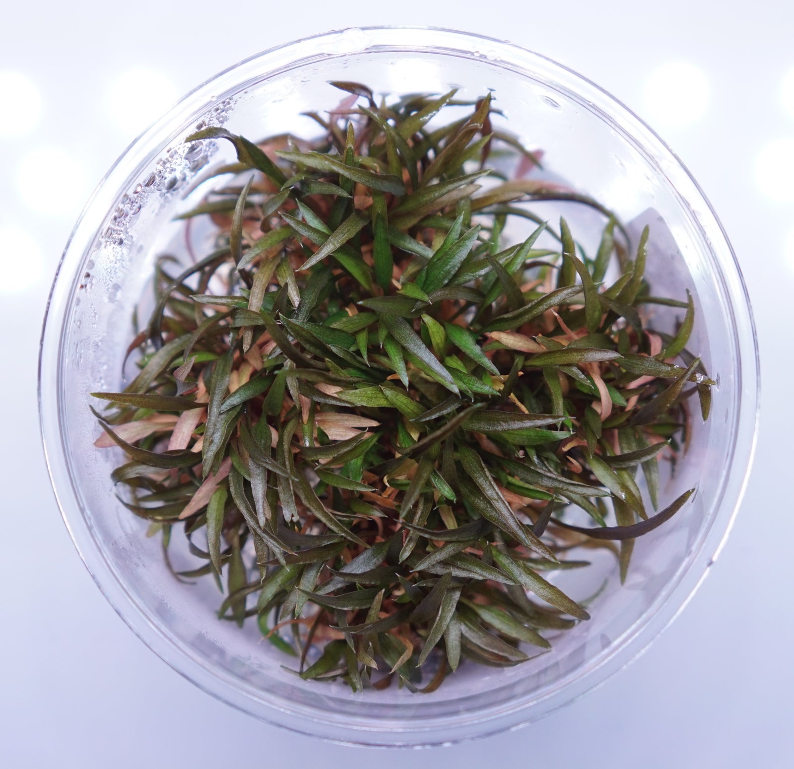 Cryptocoryne Axelrodi aquatic plant from Cuboid Nature Aquarium, featuring lush green leaves perfect for freshwater aquariums.