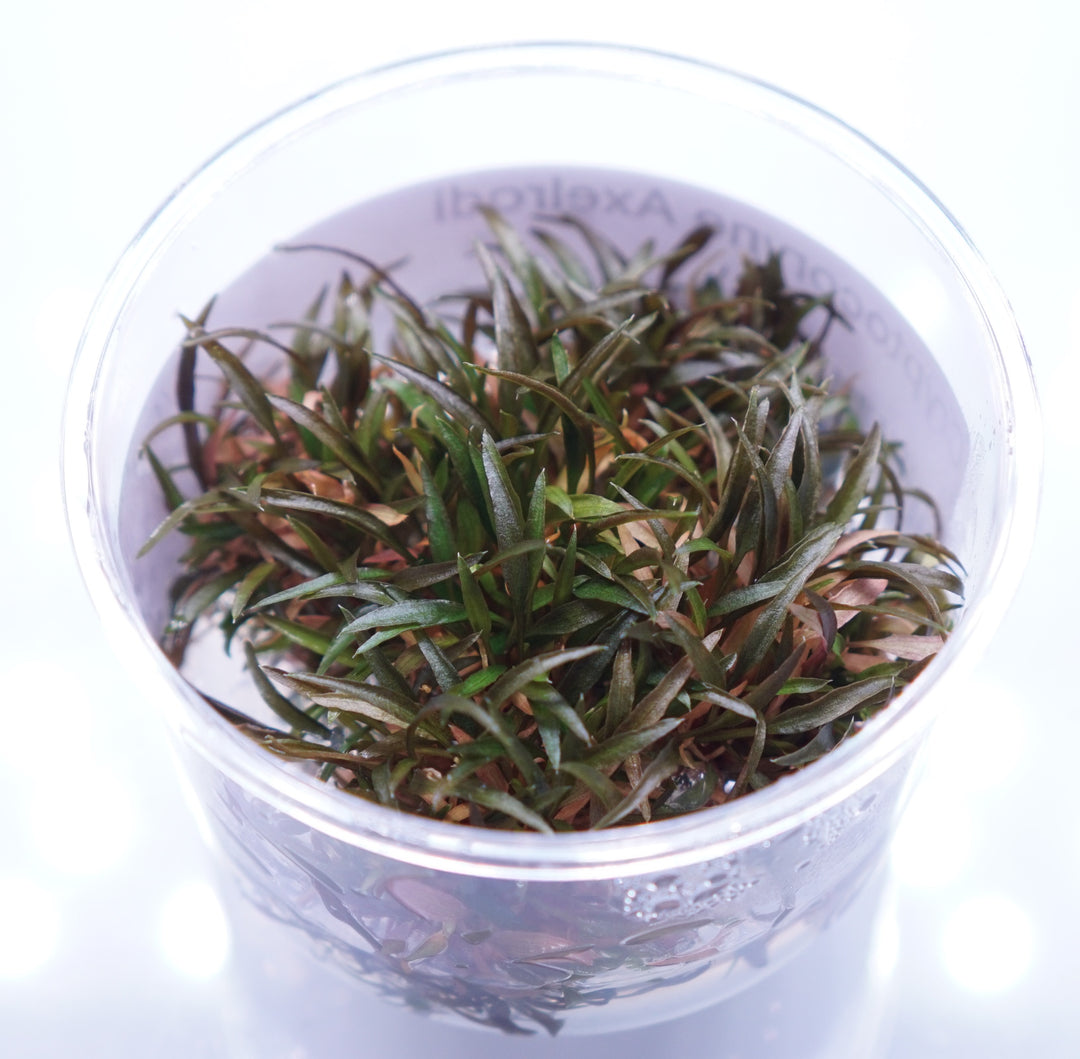 Cryptocoryne Axelrodi aquatic plant from Cuboid Nature Aquarium, shown in a T.C. cup for freshwater aquarium decoration.