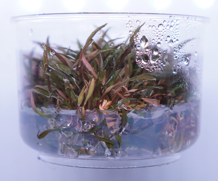 Cryptocoryne Axelrodi aquatic plant from Cuboid Nature Aquarium, showing green leaves and healthy roots in a glass container.