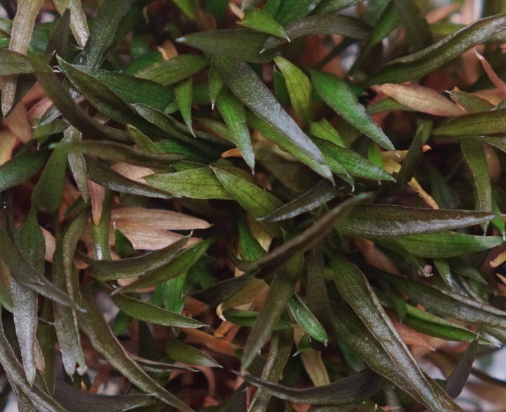 Cryptocoryne Axelrodi aquatic plant from Cuboid Nature Aquarium, showcasing lush green leaves in a natural freshwater aquarium setting.