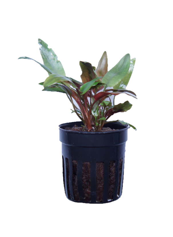 Cryptocoryne Beckettii