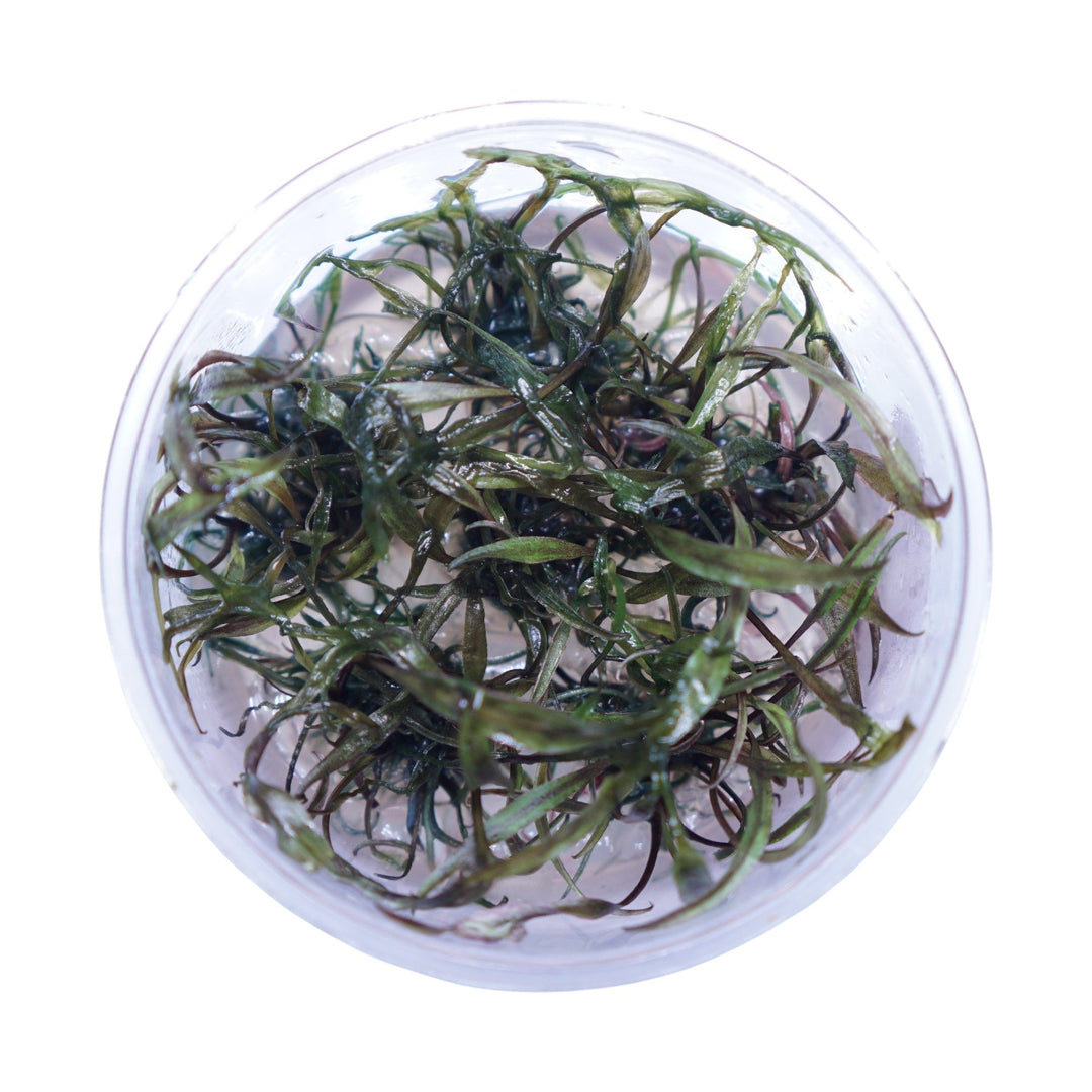 Cryptocoryne Nurii