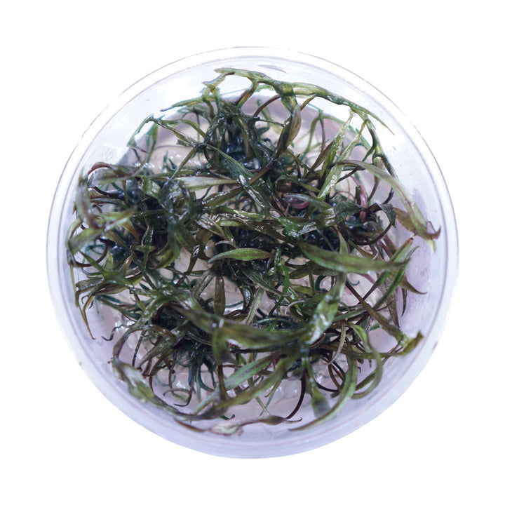 Cryptocoryne Nurii