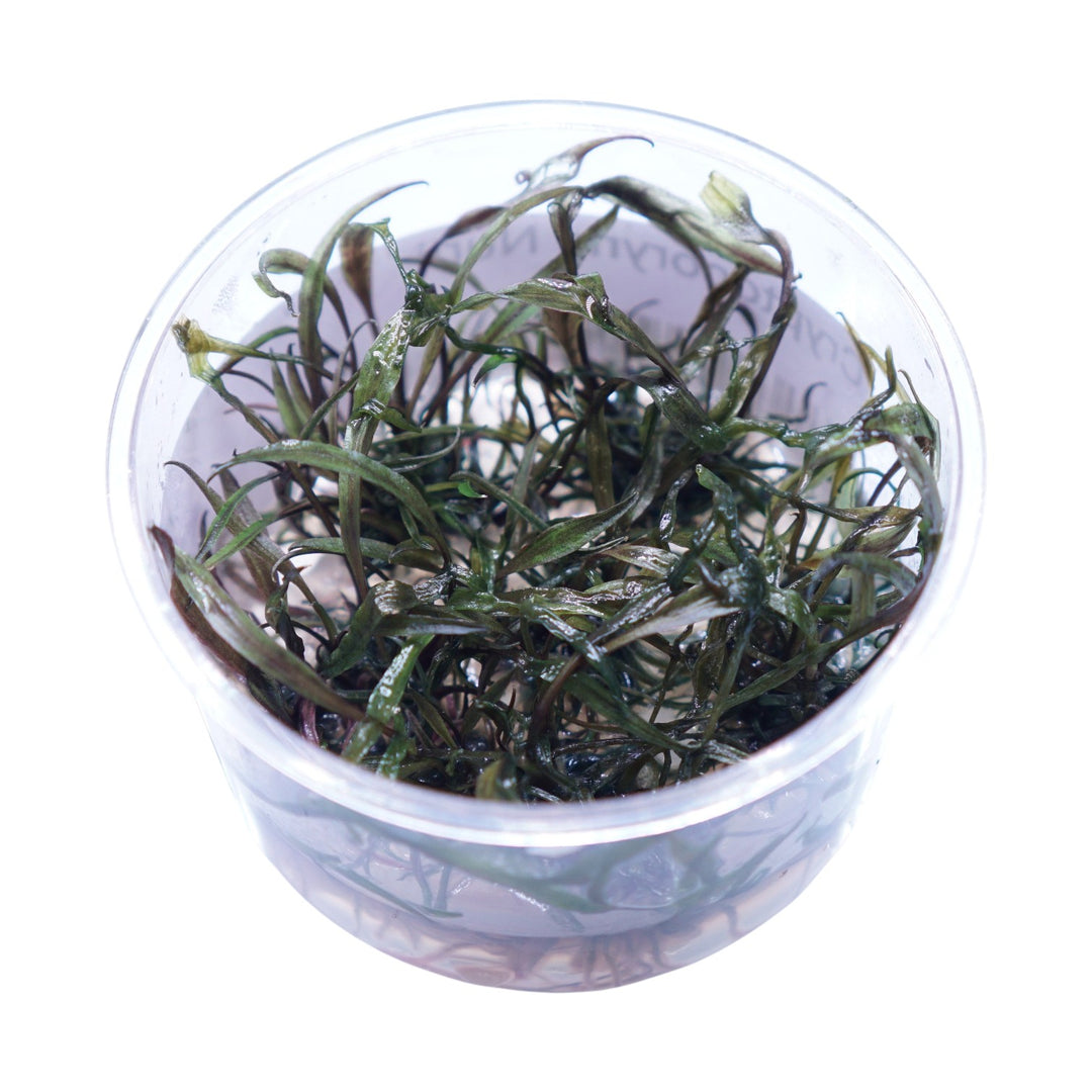 Cryptocoryne Nurii