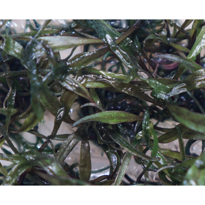 Cryptocoryne Nurii