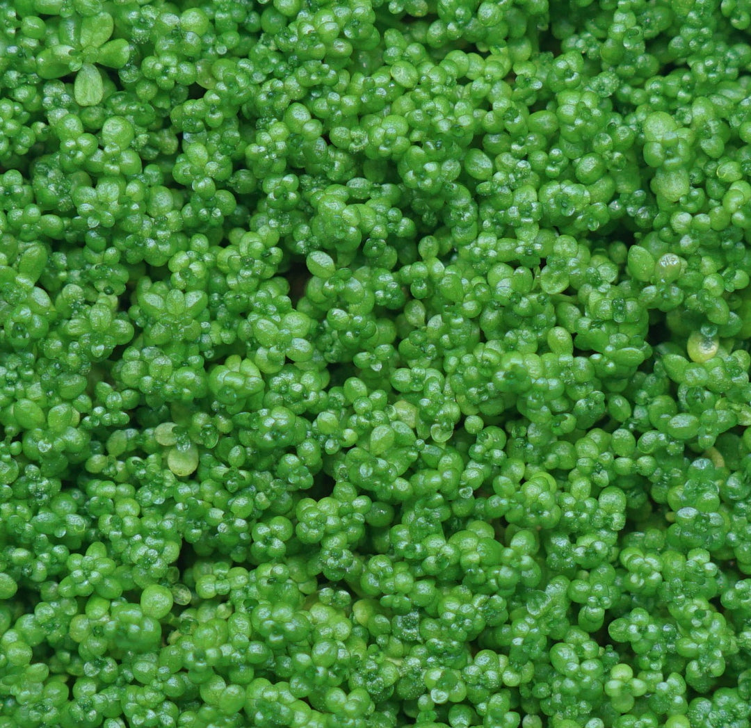 Dwarf Baby Tears