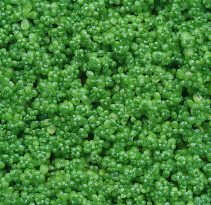 Dwarf Baby Tears