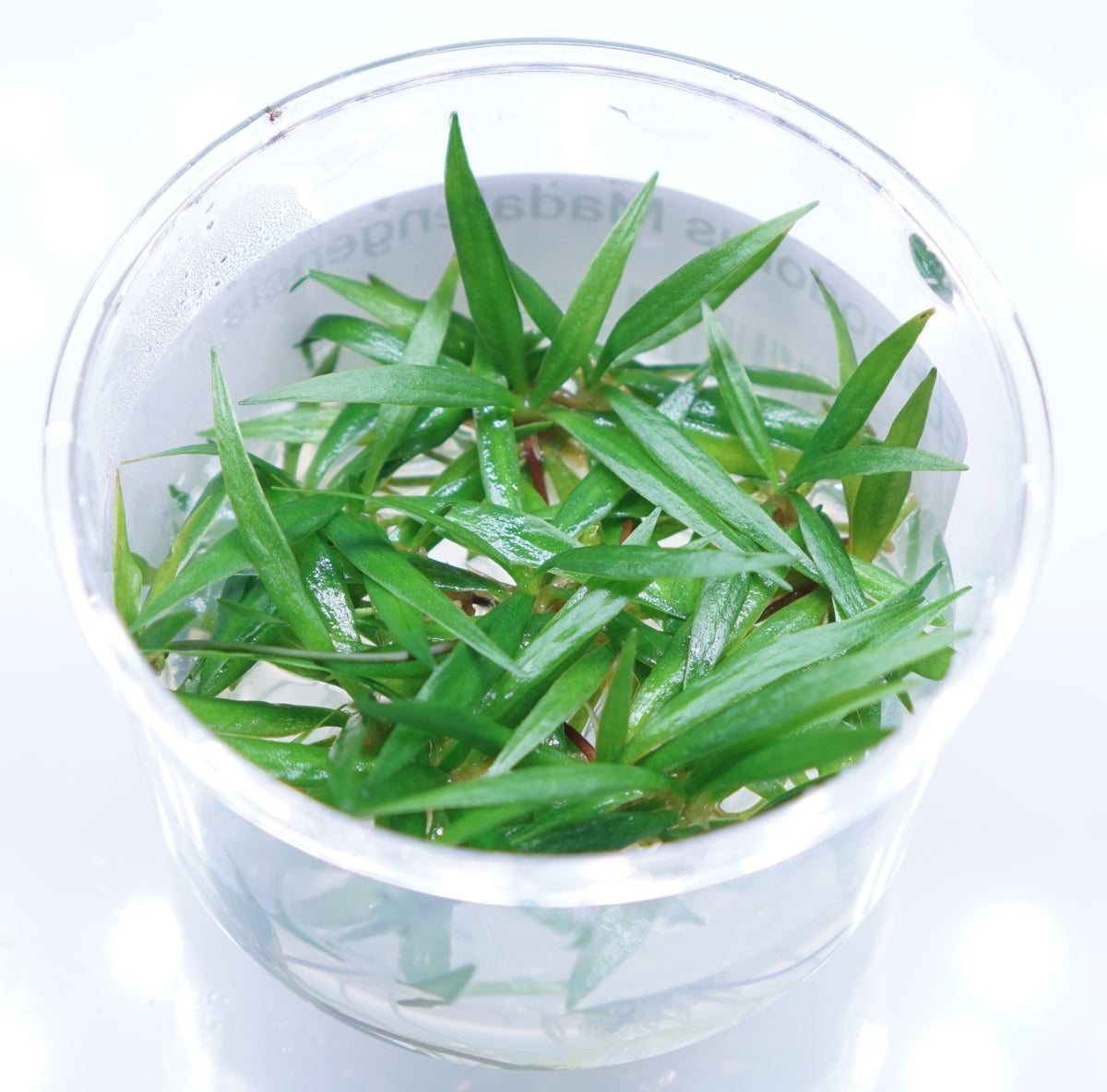 Echinodorus madalengensis aquatic plant in a Cuboid Nature Aquarium T.C. cup, showcasing broad green leaves and healthy roots.