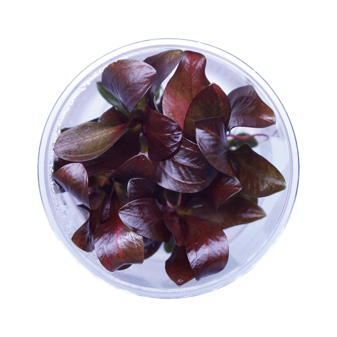 Echinodorus reni
