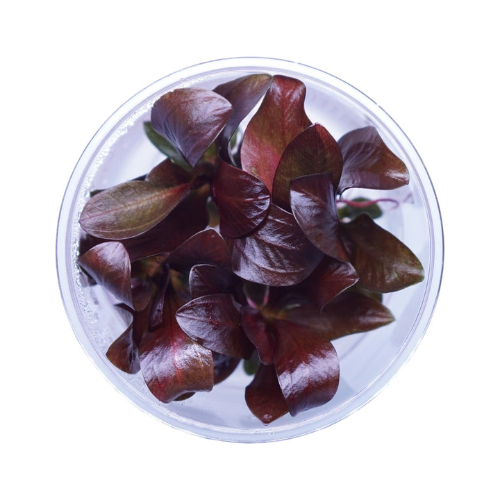 Echinodorus reni
