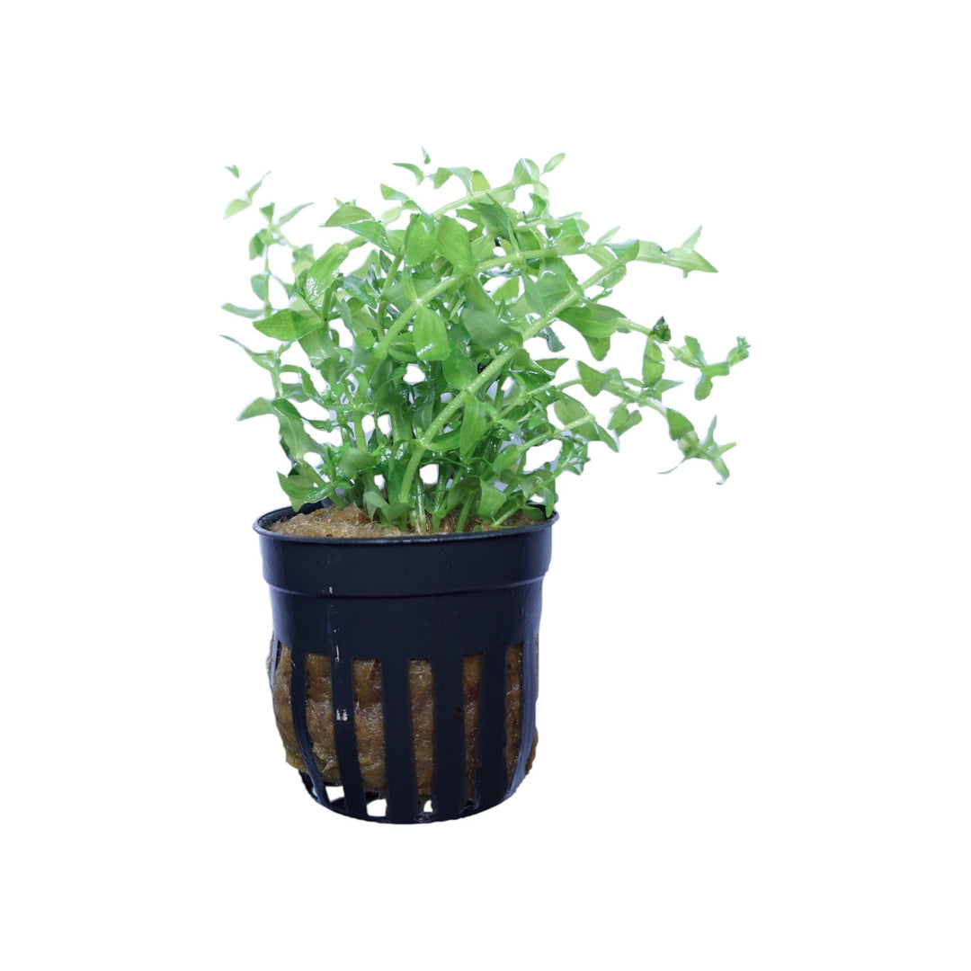 Gratiola viscidula