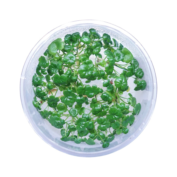 Hydrocotyle sibthorpioides