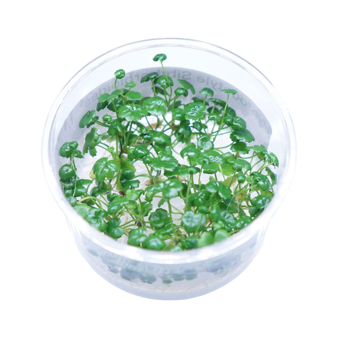 Hydrocotyle sibthorpioides