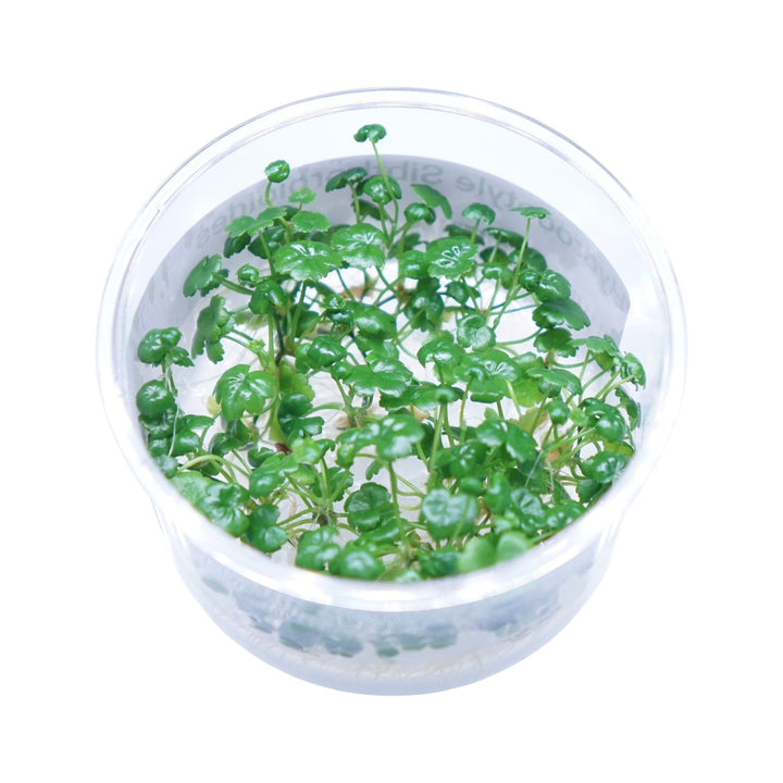 Hydrocotyle sibthorpioides
